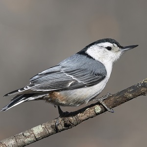 Nuthatch